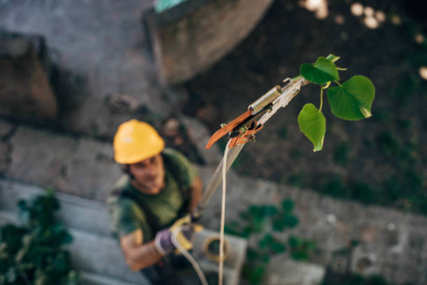 How Our Tree Care Process Works  in Forest Lake, IL